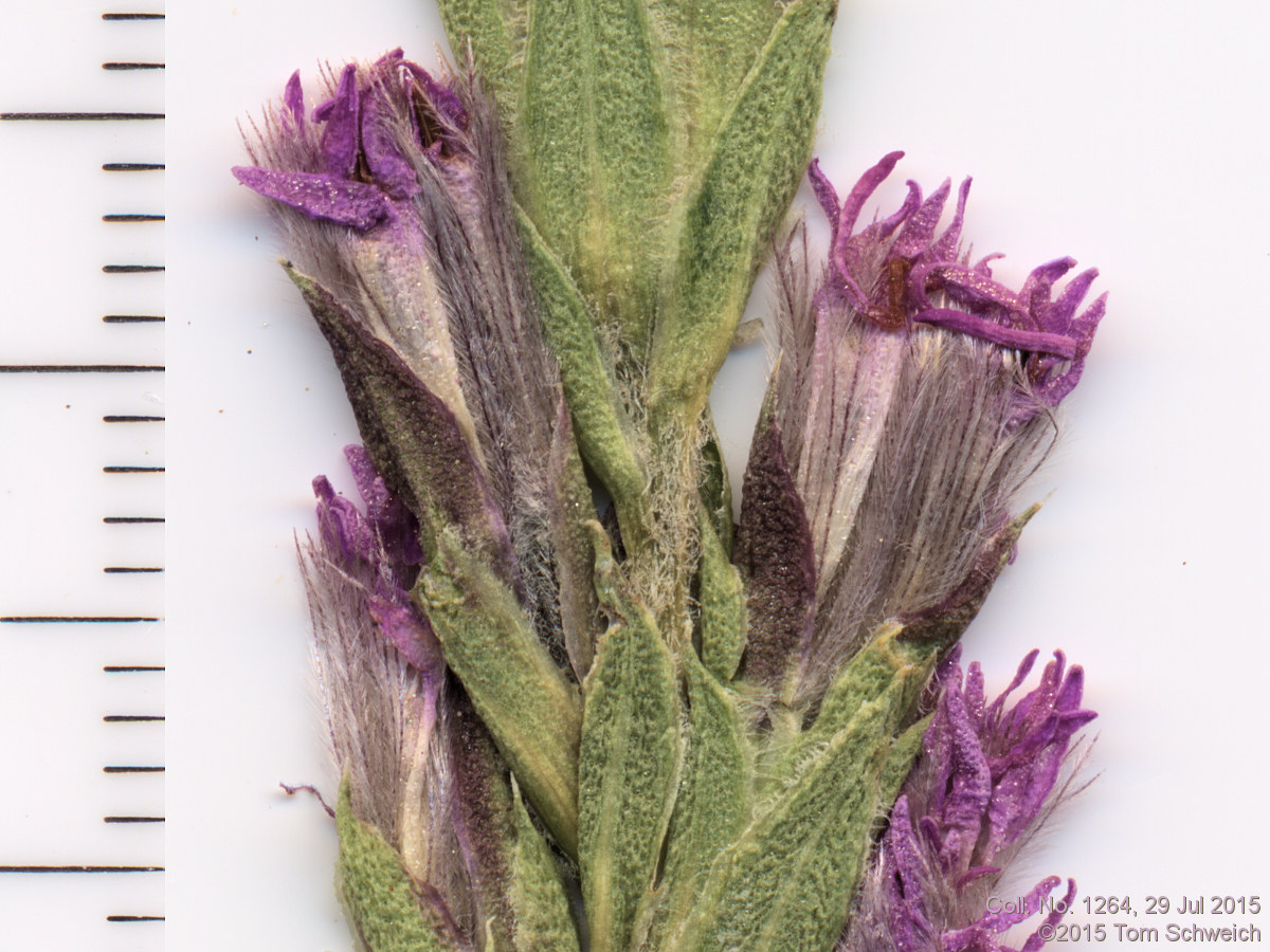 Asteraceae Liatris punctata
