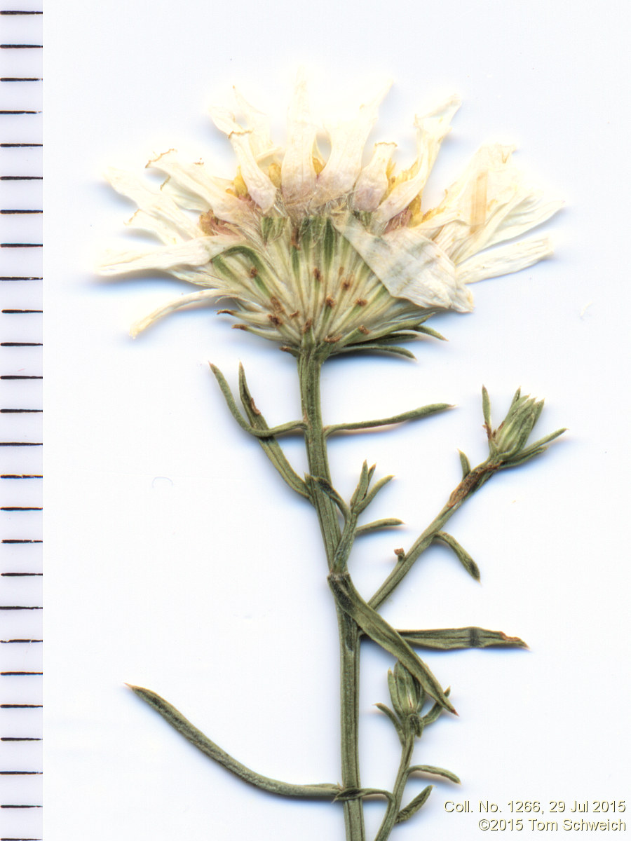 Asteraceae Symphyotrichum porteri