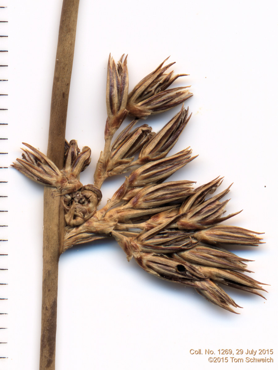 Juncaceae Juncus arcticus balticus