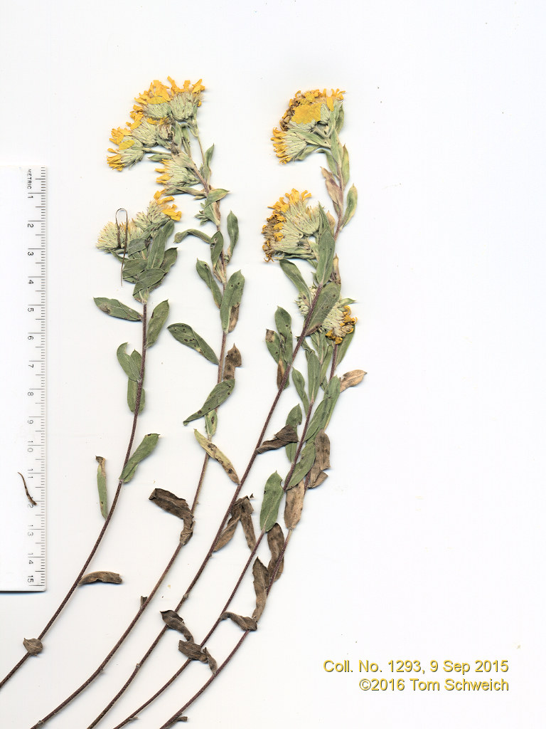 Asteraceae Heterotheca villosa villosa