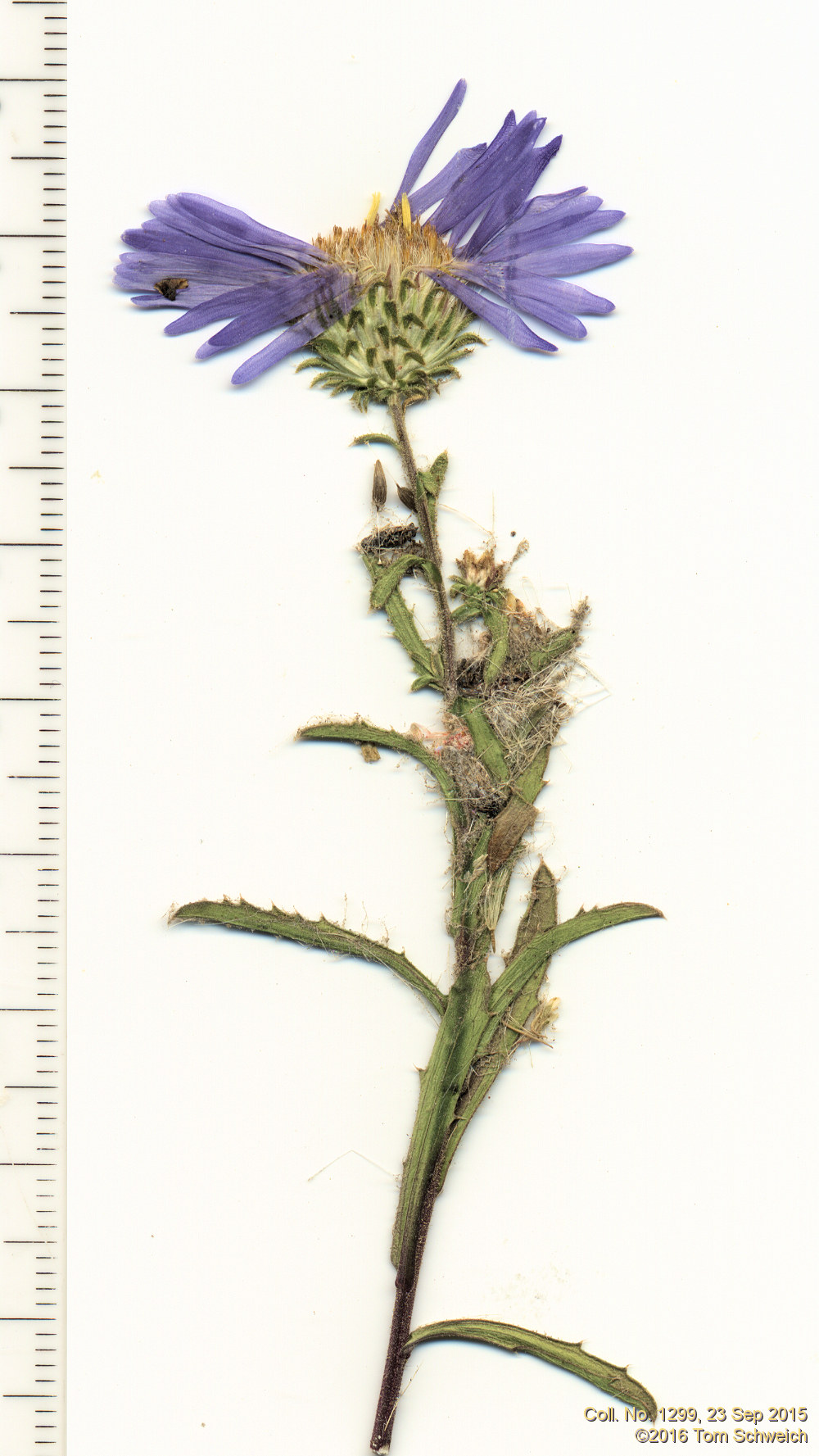 Asteraceae Dieteria bigelovii