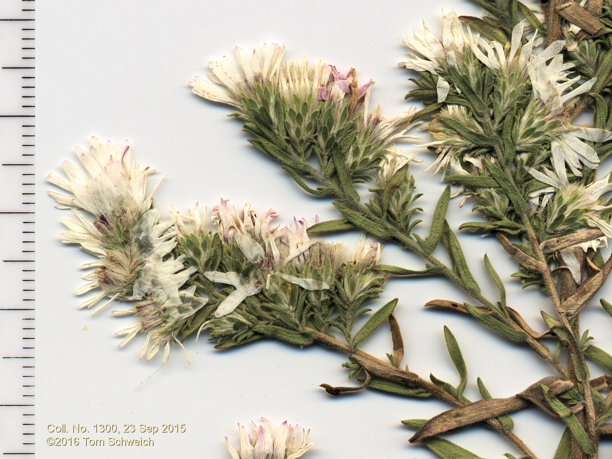 Asteraceae Symphyotrichum falcatum