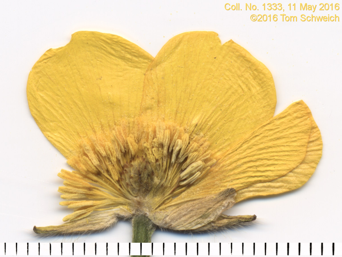 Ranunculaceae Ranunculus repens