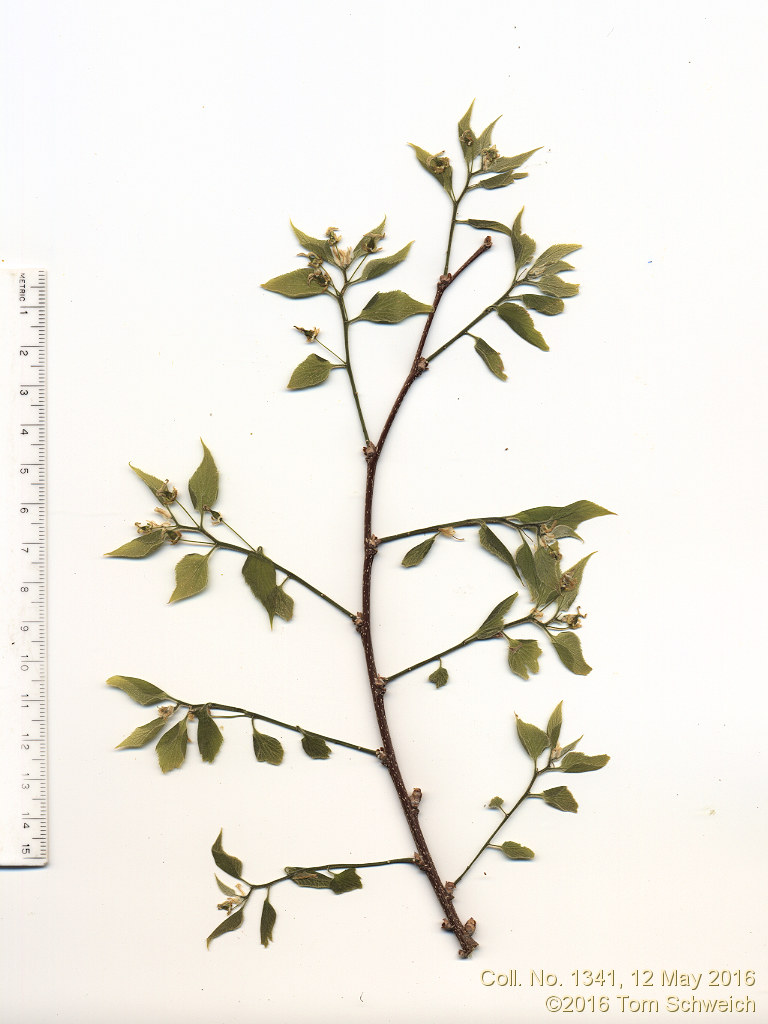Rosaceae Prunus domestica
