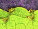 Full Size Image