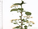 Full Size Image
