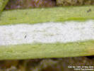 Full Size Image