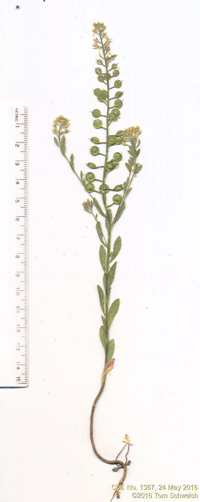 Brassicaceae Alyssum simplex