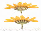 Full Size Image