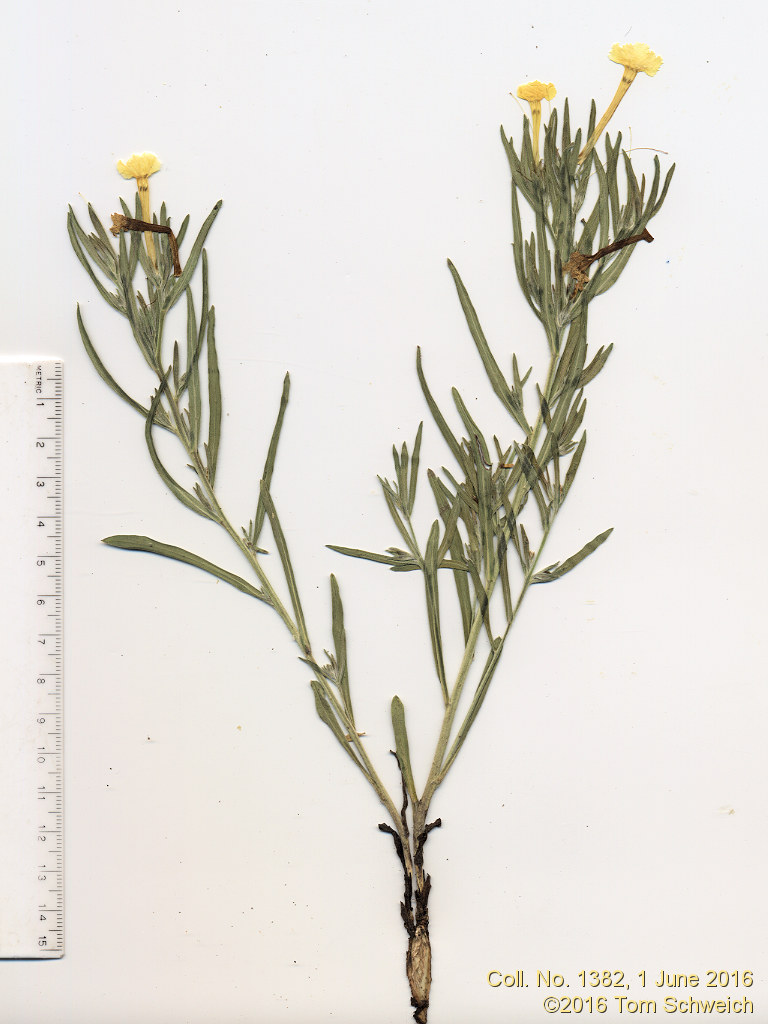 Boraginaceae Lithospermum incisum