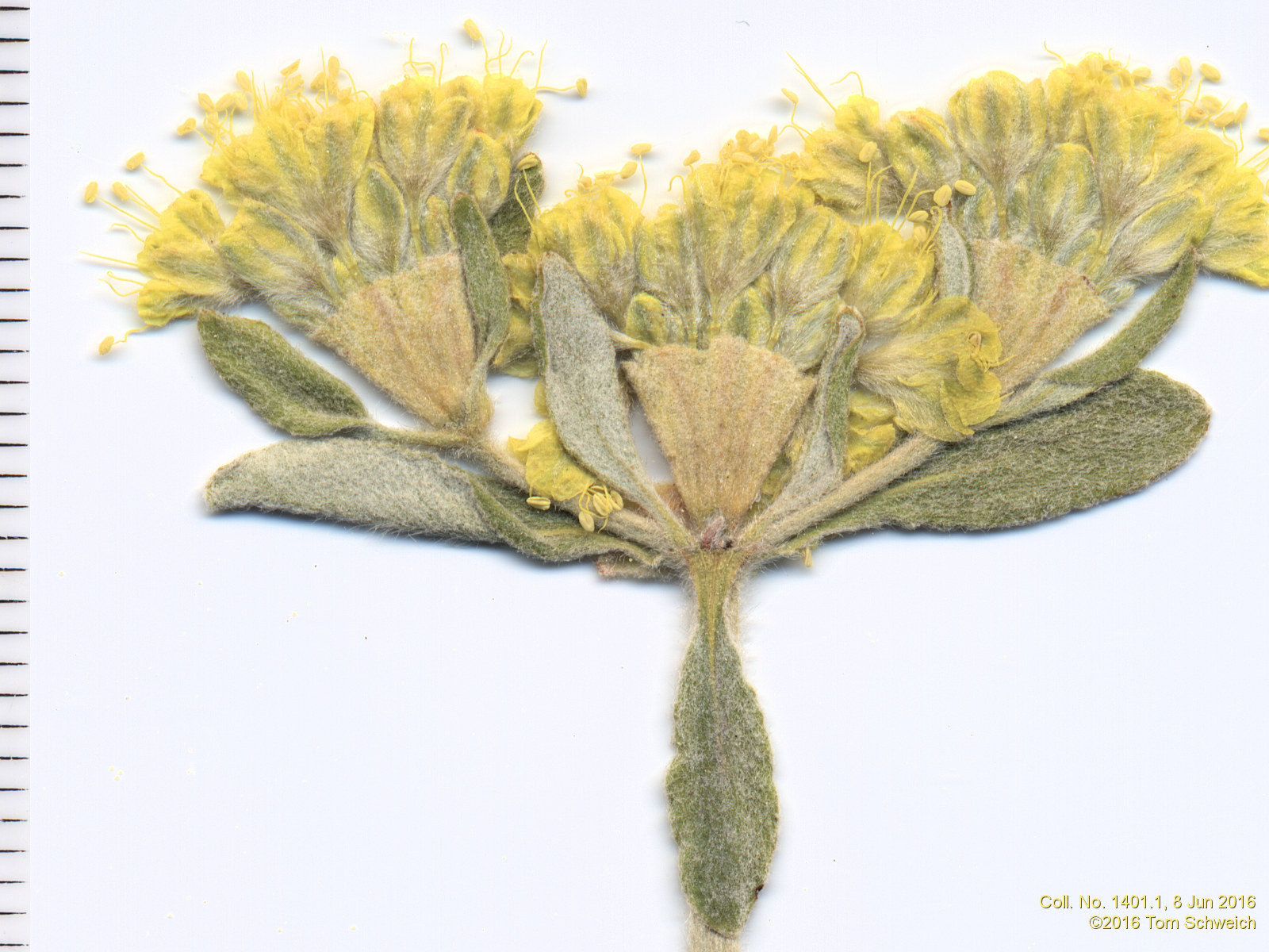 Polygonaceae Eriogonum arcuatum
