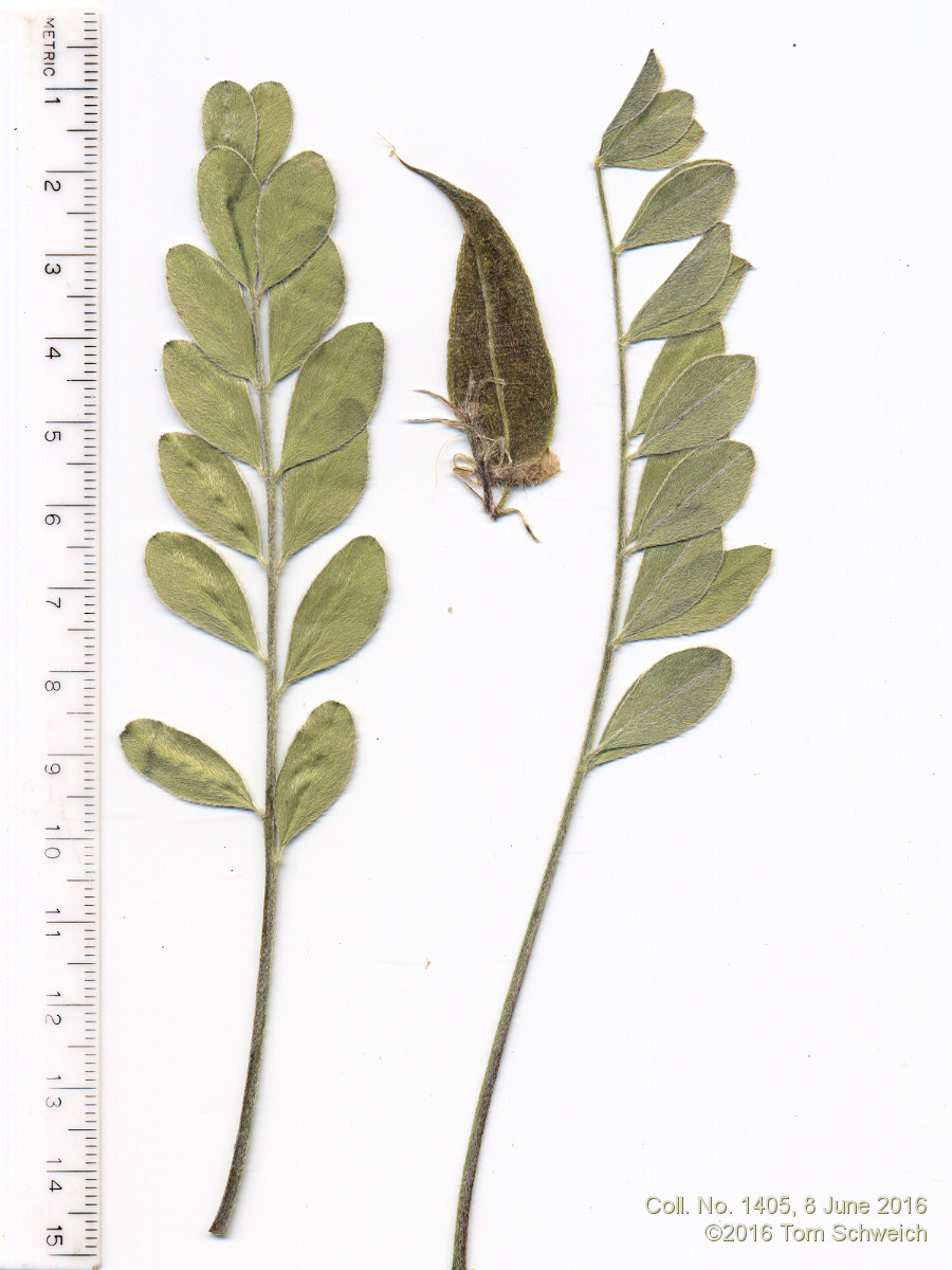 Fabaceae Astragalus shortianus