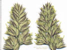Full Size Image
