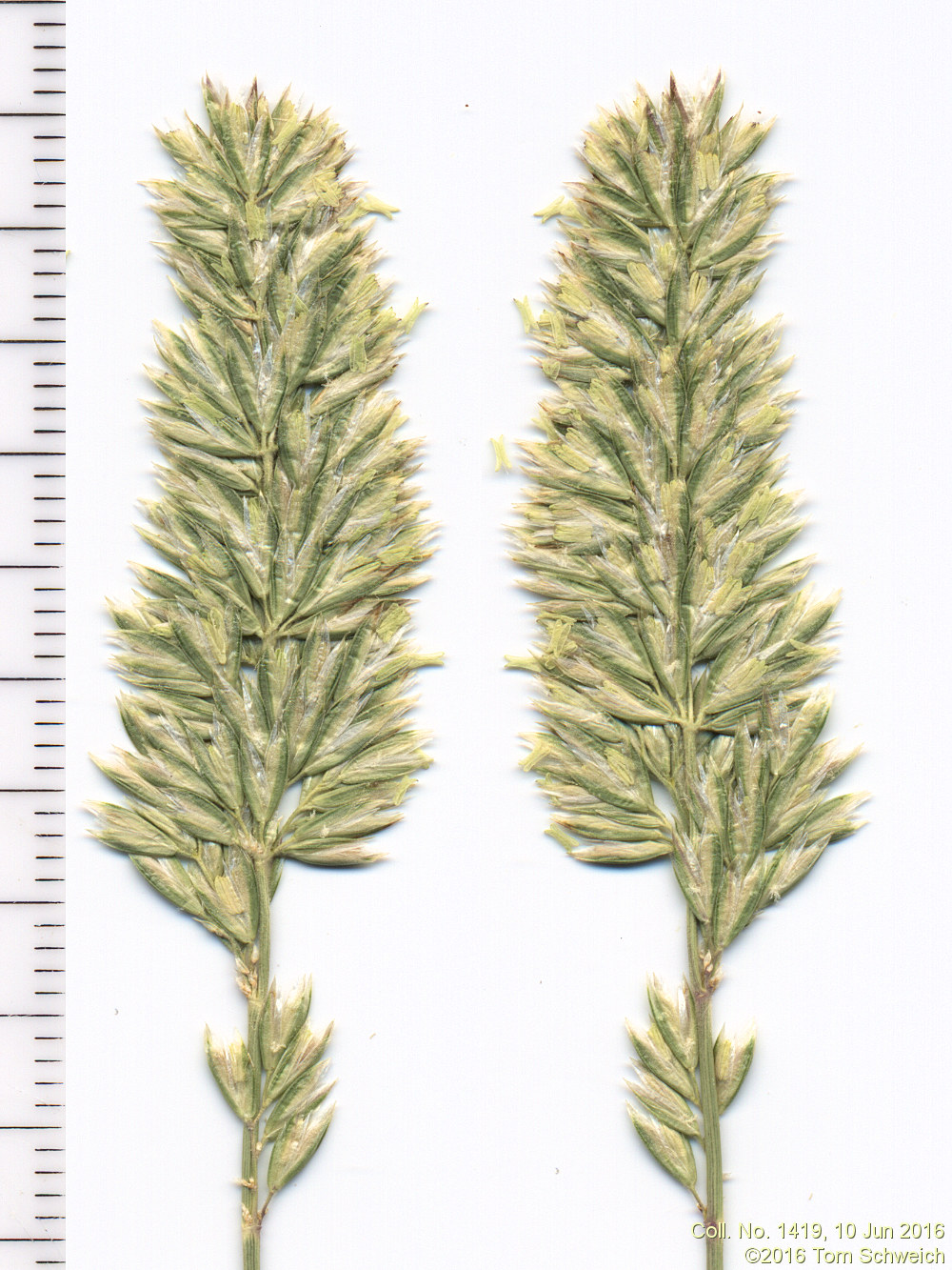 Poaceae Koeleria macrantha