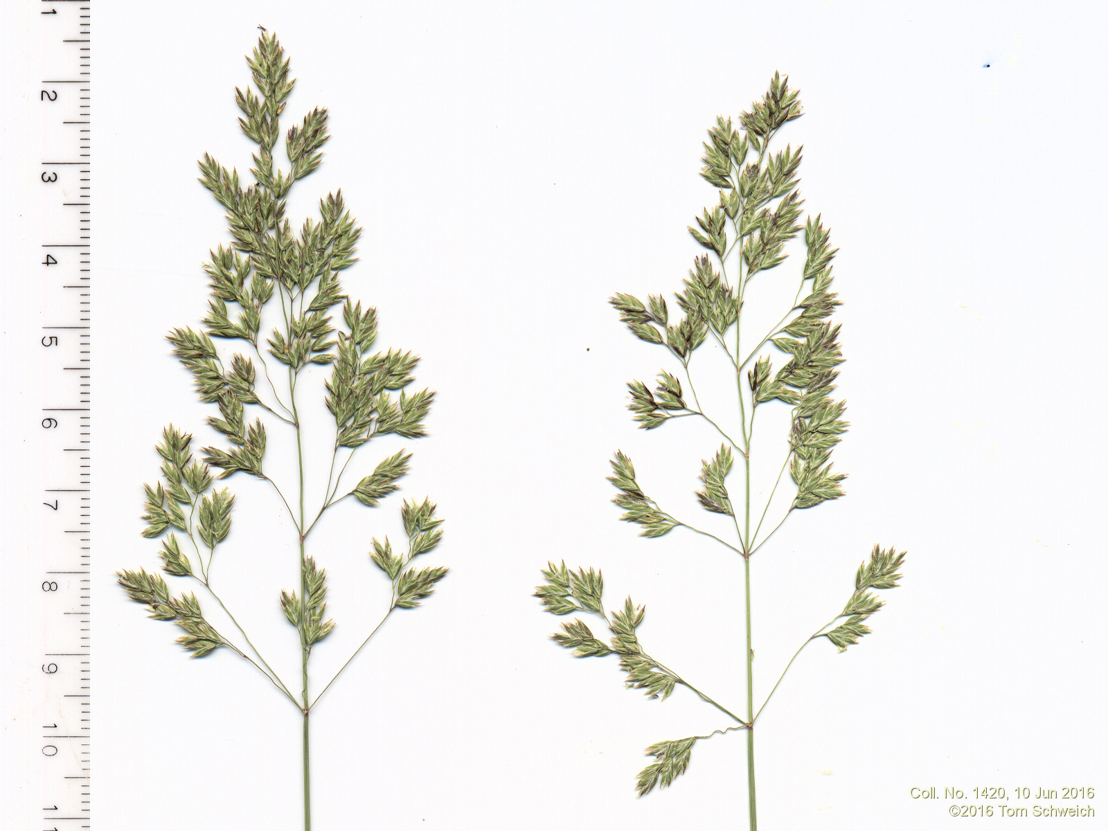 Poaceae Poa pratensis
