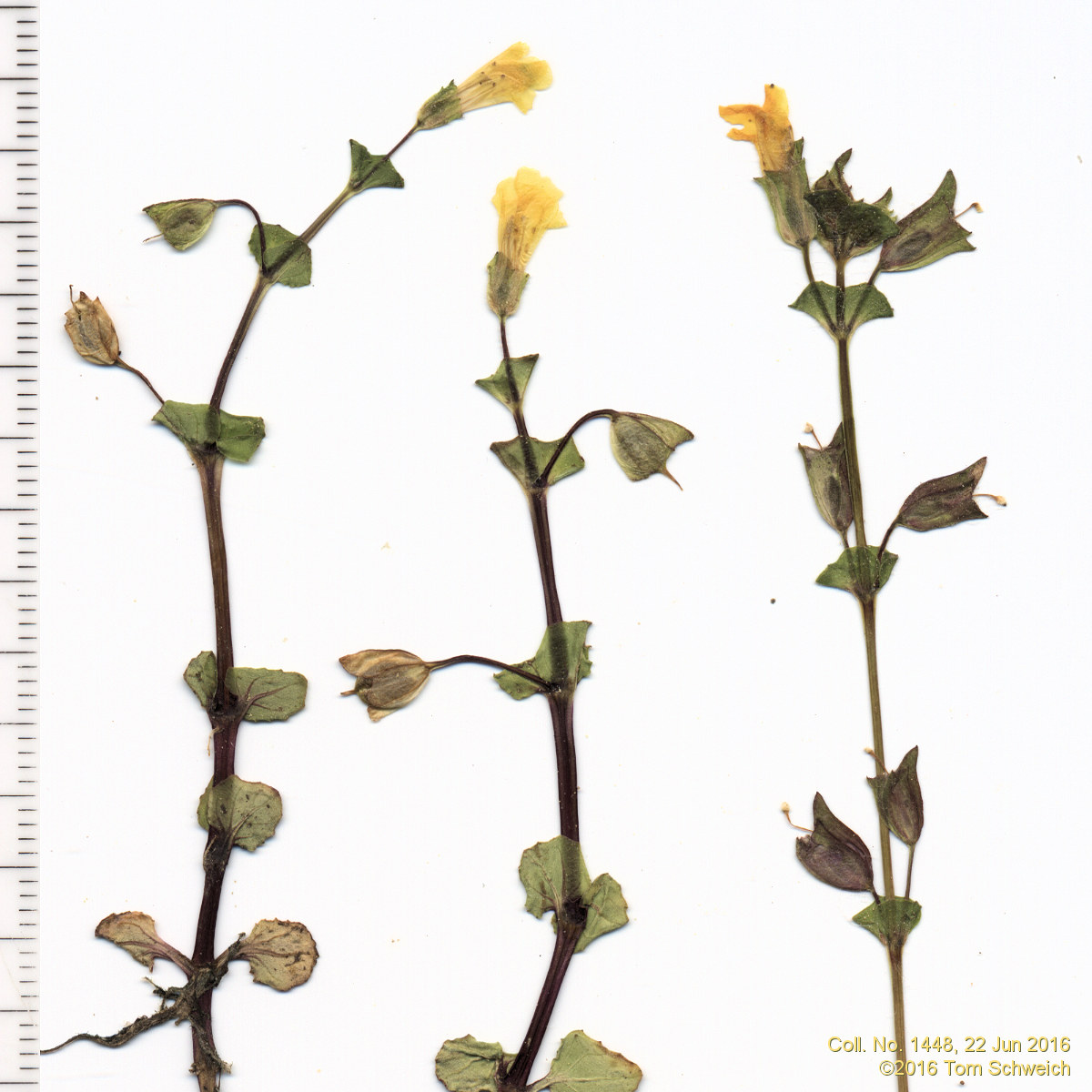 Phrymaceae Mimulus floribundus