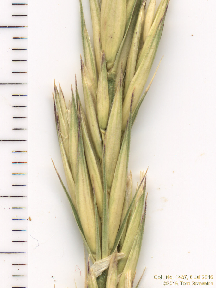 Poaceae Leymus triticoides