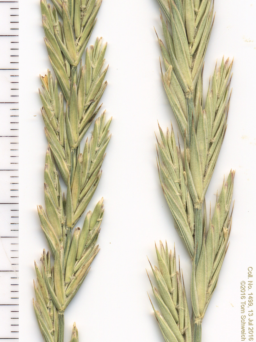 Poaceae Elymus trachycaulus