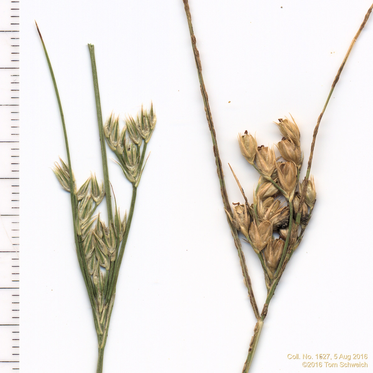 Juncaceae Juncus interior