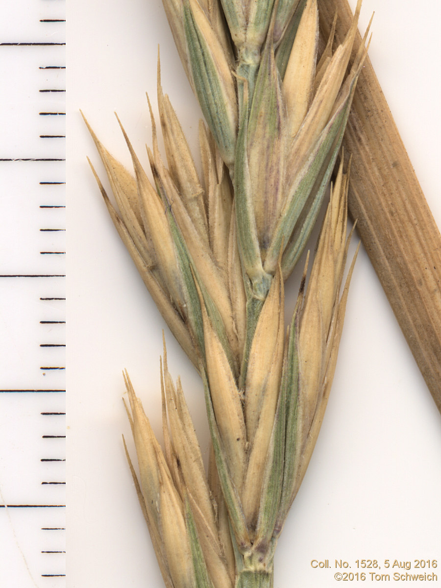 Poaceae Elymus trachycaulis