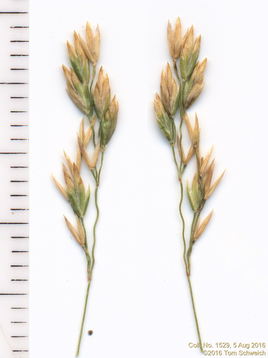 Poaceae Poa palustris