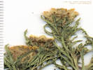 Full Size Image