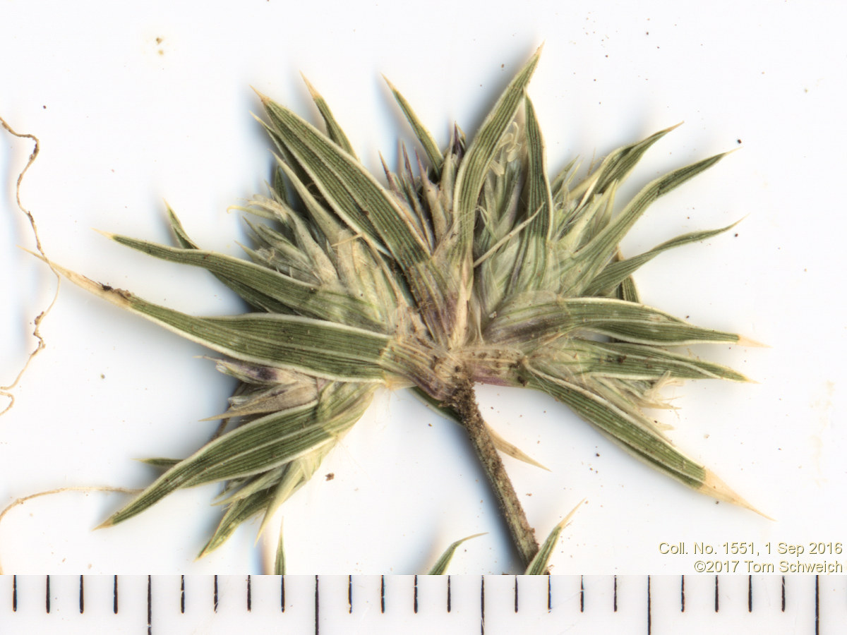 Poaceae Munroa squarrosa