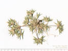 Full Size Image