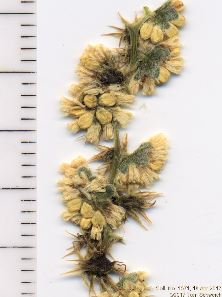 Asteraceae Ambrosia dumosa