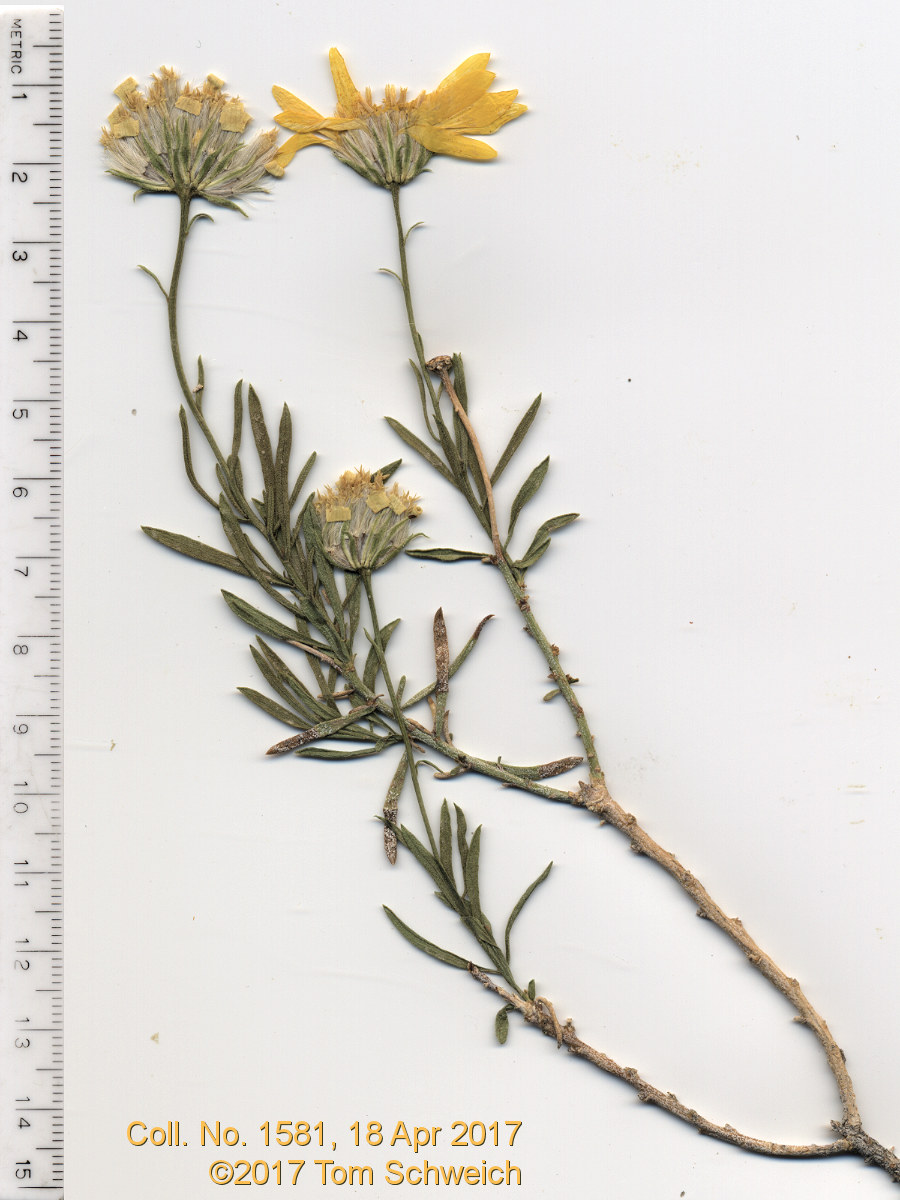 Asteraceae Ericameria linearifolia