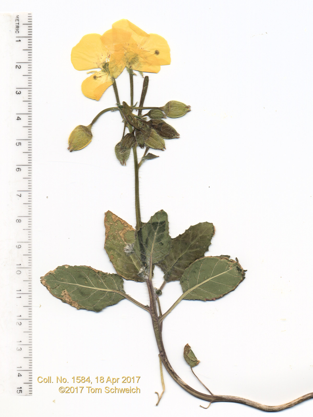 Onagraceae Chylismia claviformis