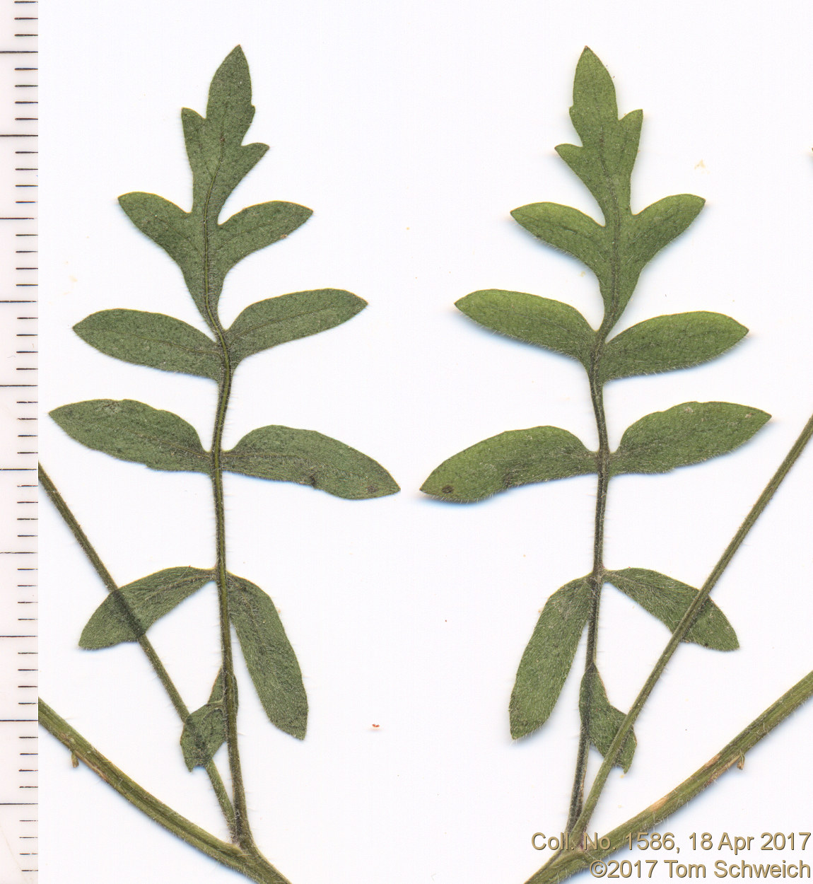 Boraginaceae Phacelia vallis-mortae