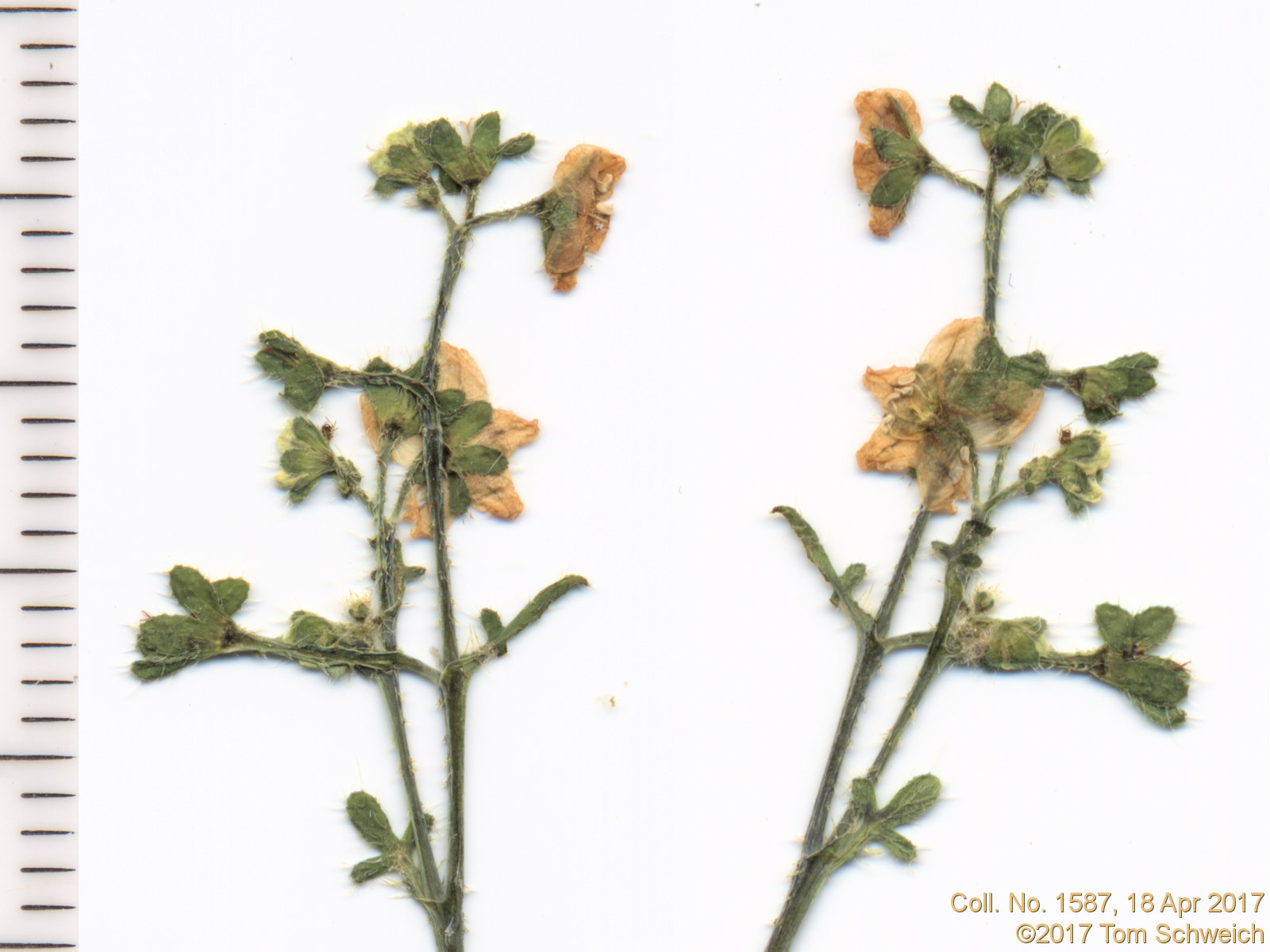 Boraginaceae Pholistoma membranaceum
