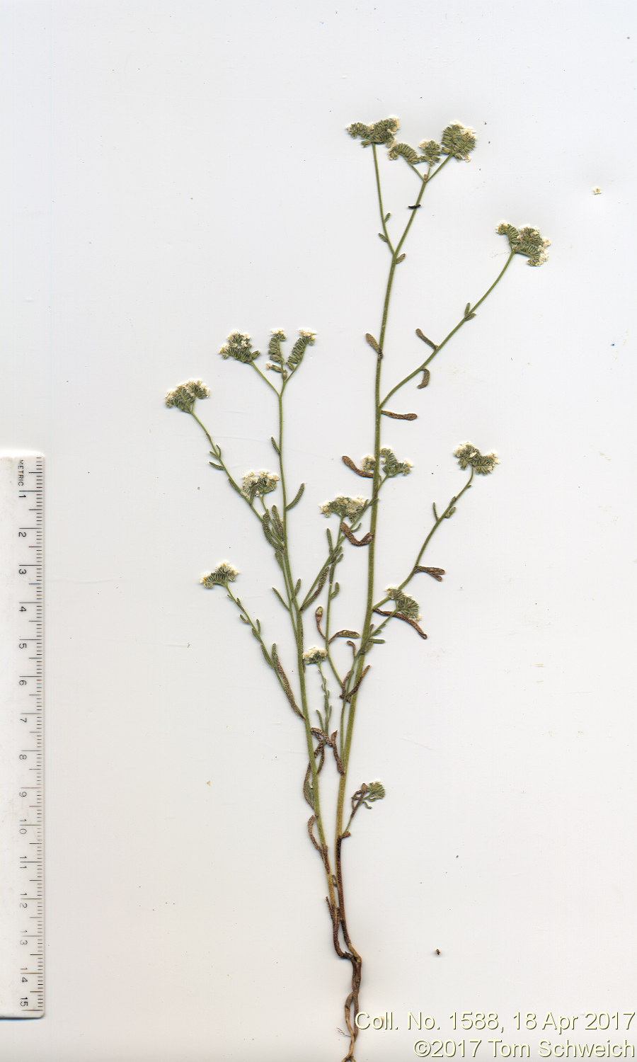 Boraginaceae Cryptantha utahensis
