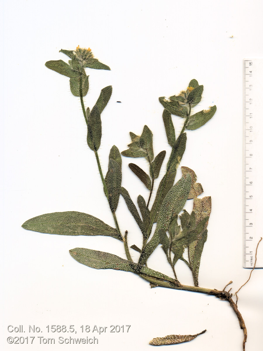 Boraginaceae