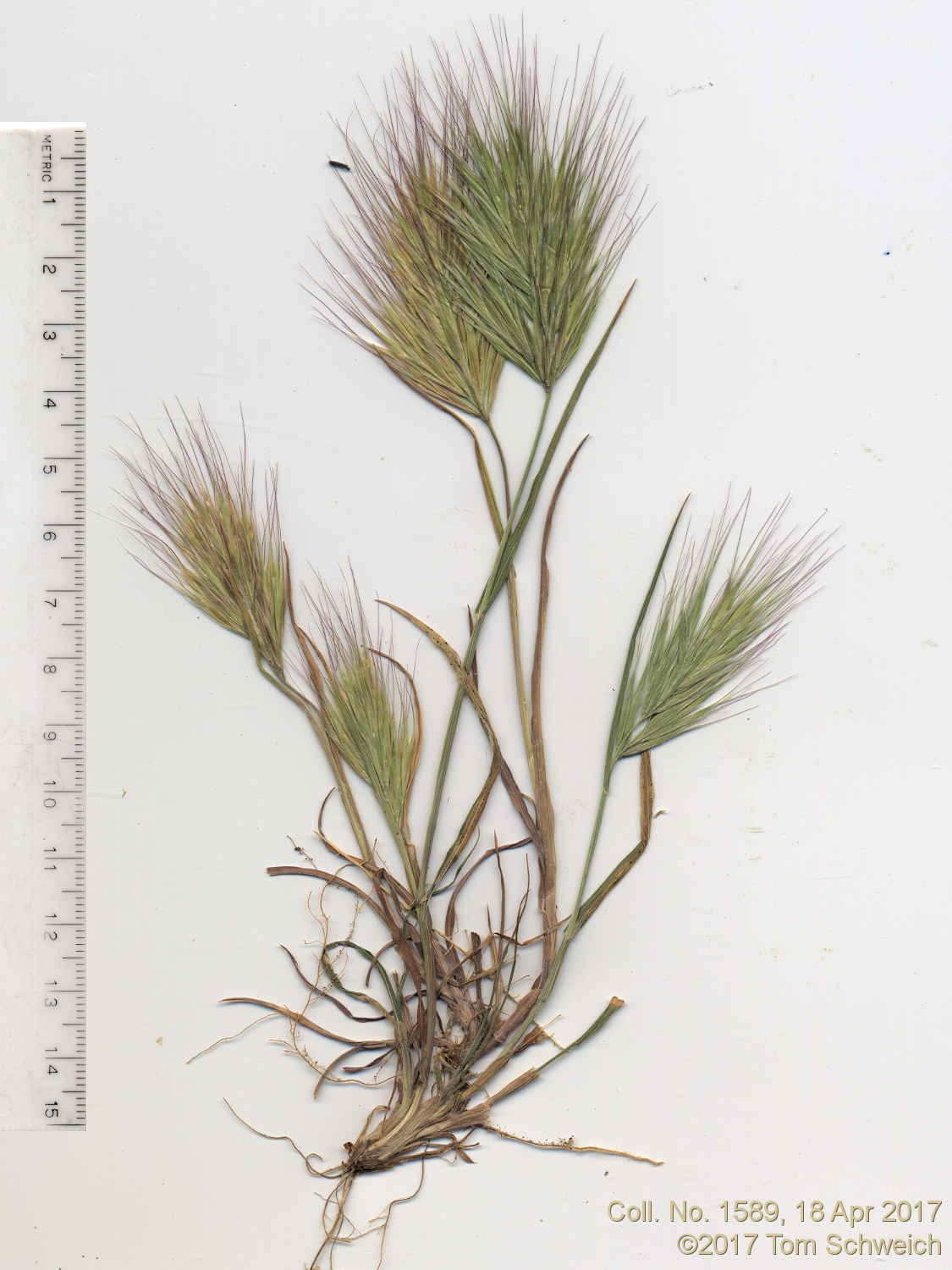 Poaceae Bromus madritensis rubens