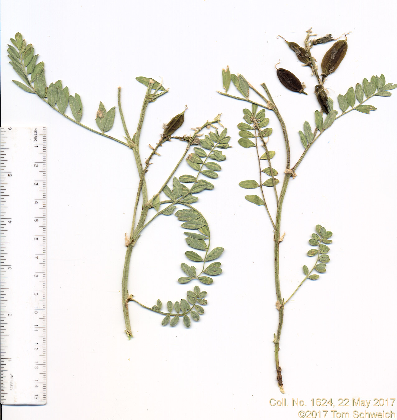 Fabaceae Astragalus crassicarpus