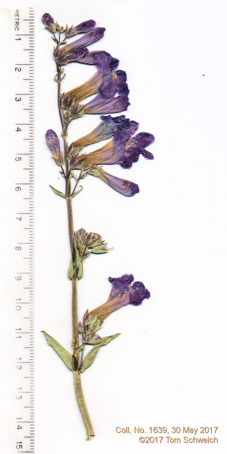 Plantaginaceae Penstemon secundiflorus