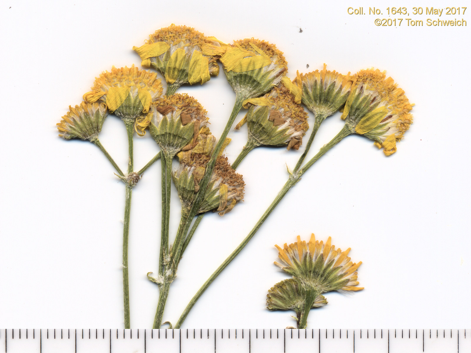 Asteraceae Packera tridenticulata