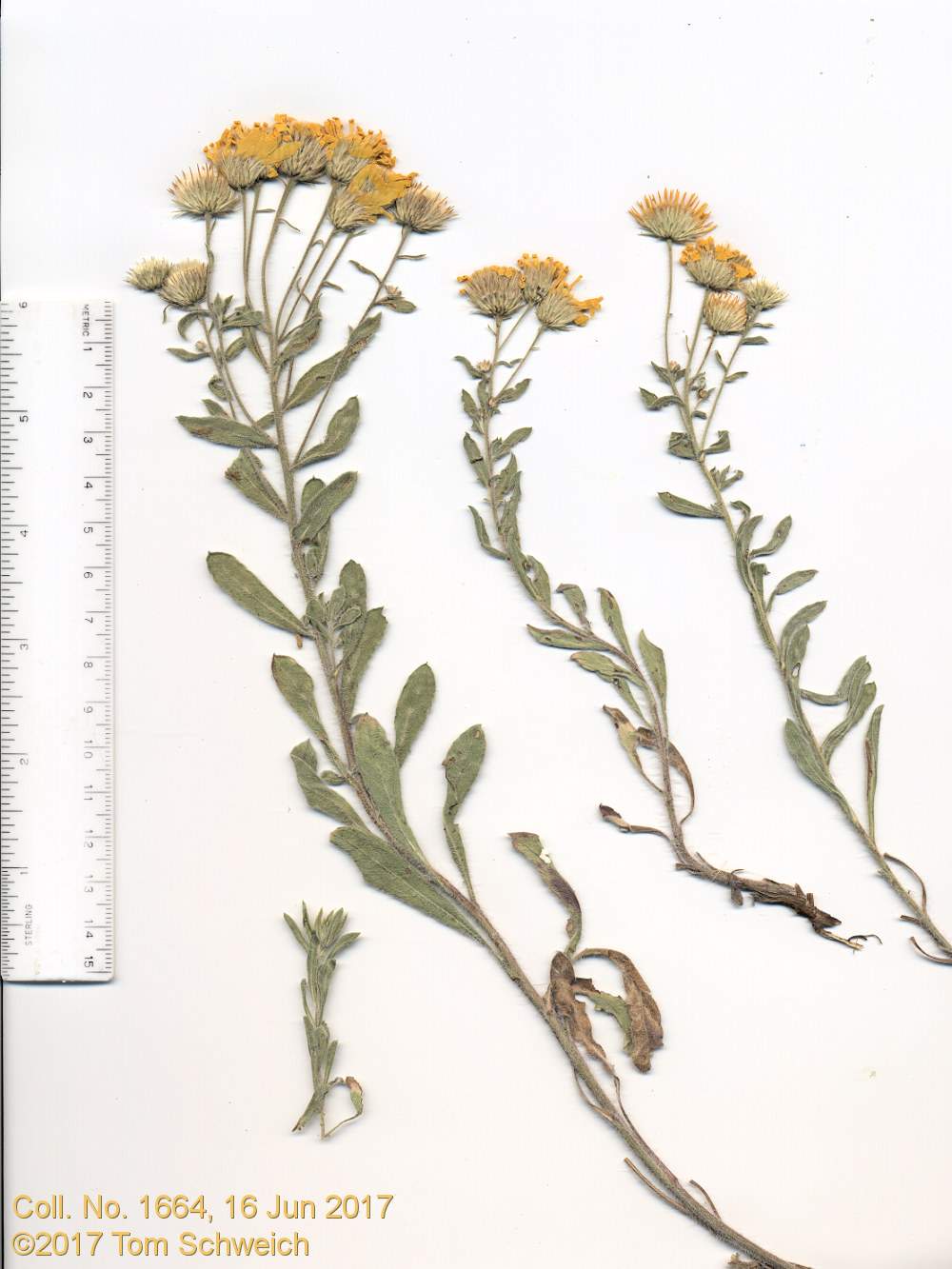 Asteraceae Heterotheca villosa