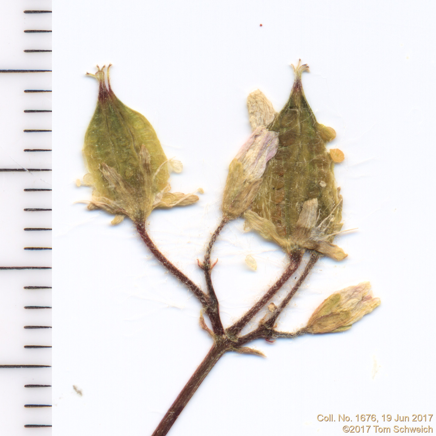 Oxalidaceae Oxalis stricta