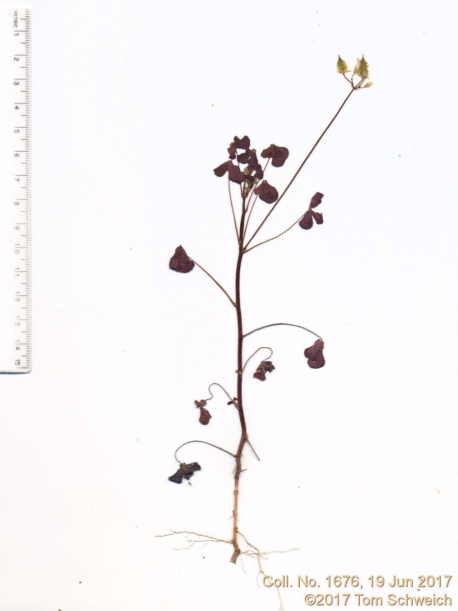 Oxalidaceae Oxalis stricta