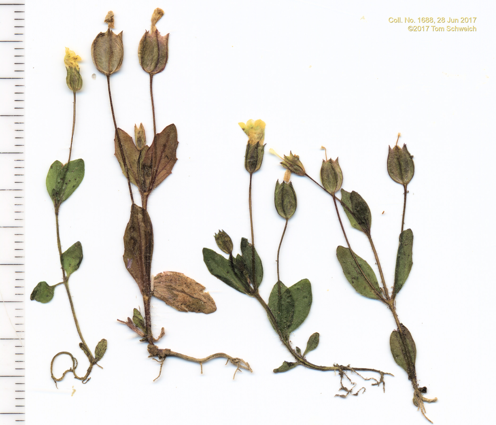 Phyrmaceae Erythranthe floribunda
