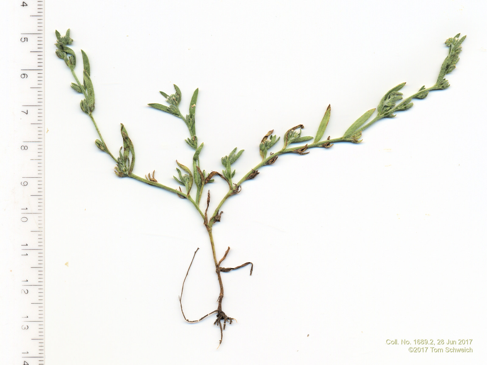 Boraginaceae Plagiobothrys scouleri