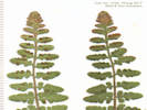 Full Size Image