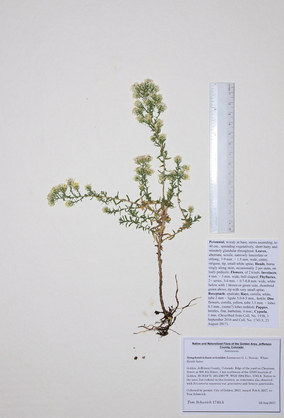 Asteraceae Symphyotrichum ericoides