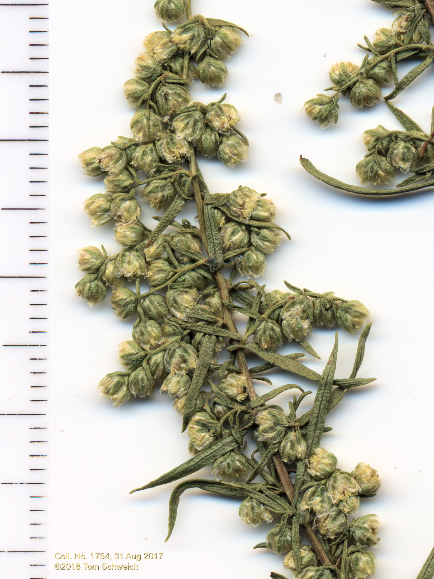 Asteraceae Artemisia dracunculus