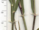 Full Size Image