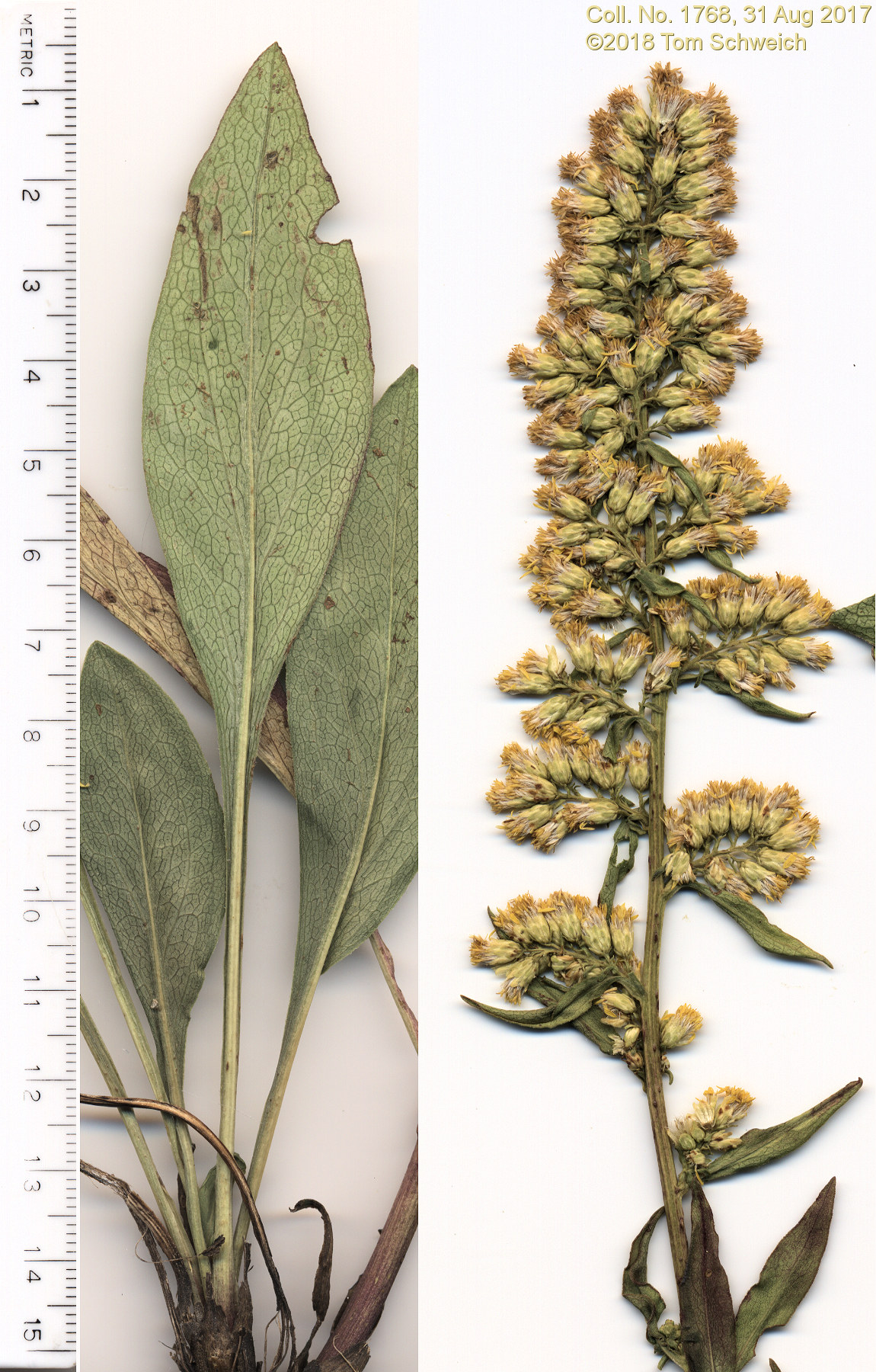 Asteraceae Solidago speciosa pallida