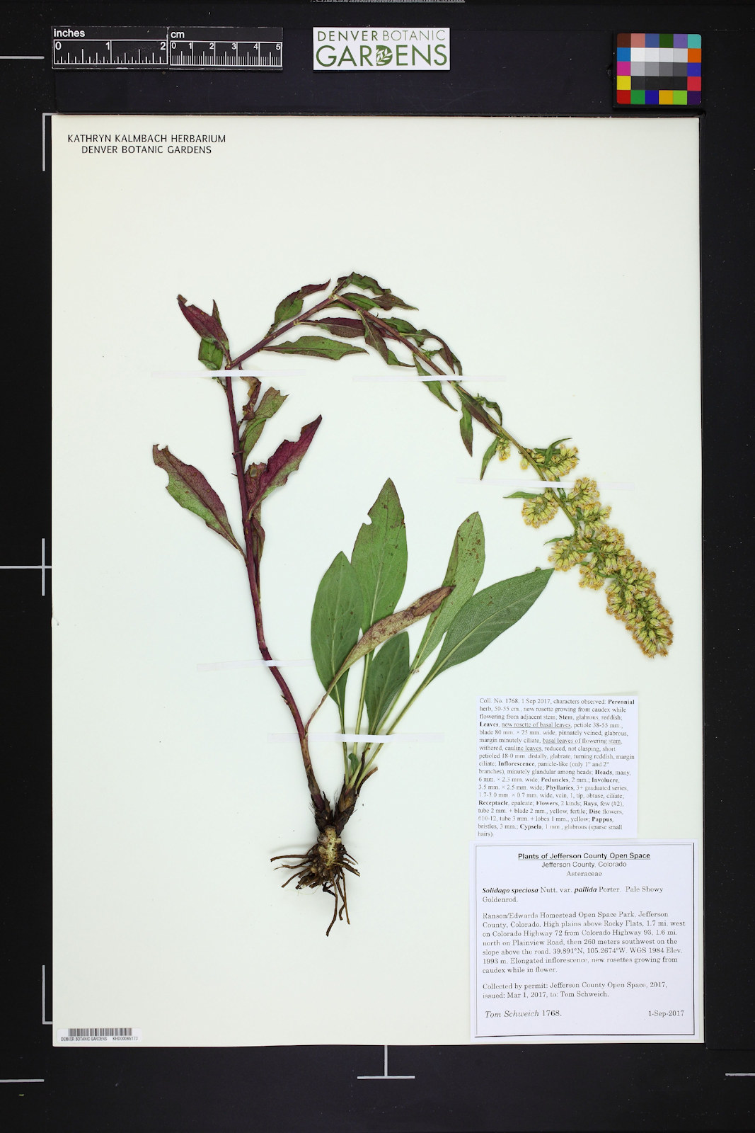 Asteraceae Solidago speciosa